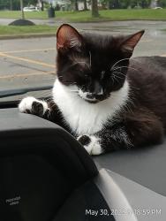 Reunited Female Cat last seen Martin and Marcy Ln, Dublin, OH 43017