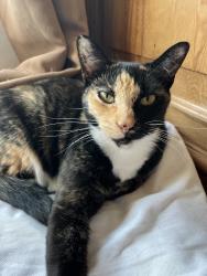 Reunited Female Cat last seen Carroll and Valencia, Glendora, CA 91741