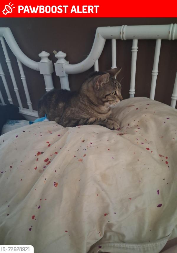 Lost Female Cat last seen Urbino st, Highlands County, FL 33872