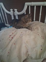 Lost Female Cat last seen Urbino st, Highlands County, FL 33872