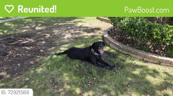 Reunited Male Dog last seen Limestone drive in little elm, Frisco, TX 75033