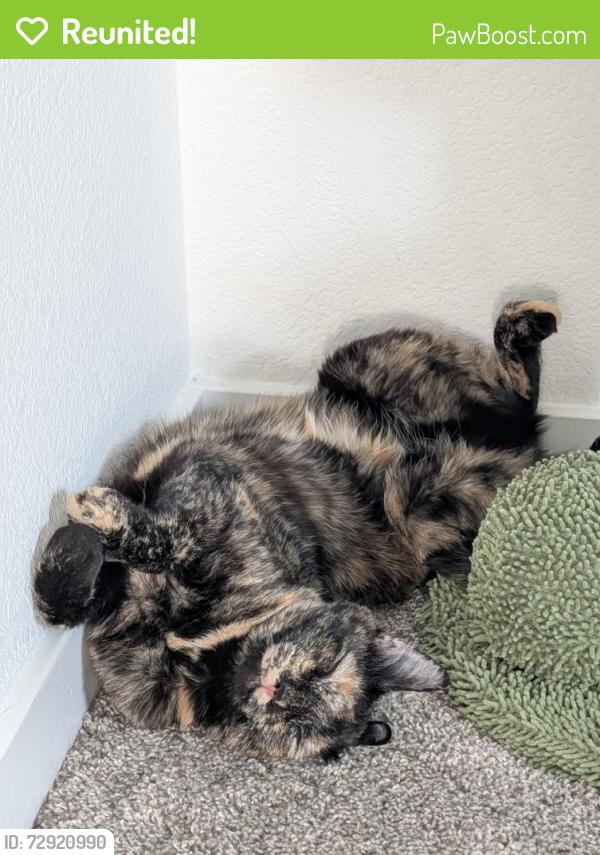 Reunited Female Cat last seen Near Wales Coast St North Las Vegas,nv 89084, North Las Vegas, NV 89084