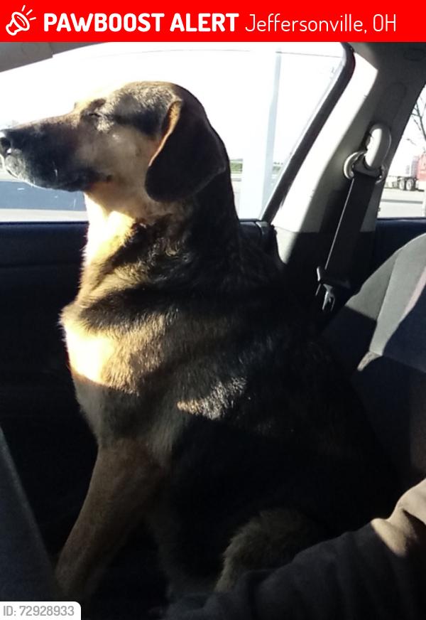 Lost Male Dog last seen Jeffersonville, Ohio, Jeffersonville, OH 43128