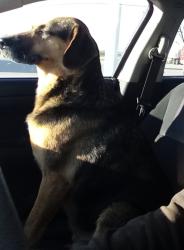 Lost Male Dog last seen Jeffersonville, Ohio, Jeffersonville, OH 43128