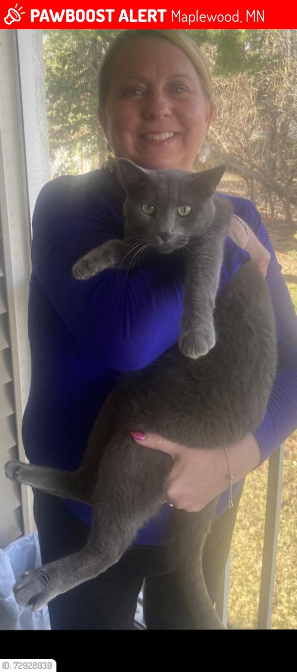 Lost Male Cat last seen Gervais Avenue and White Bear Avenue , Maplewood, MN 55109