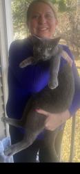 Lost Male Cat last seen Gervais Avenue and White Bear Avenue , Maplewood, MN 55109