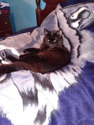 Lost Male Cat last seen  Hidden Lane Union, Mo., Union, MO 63084