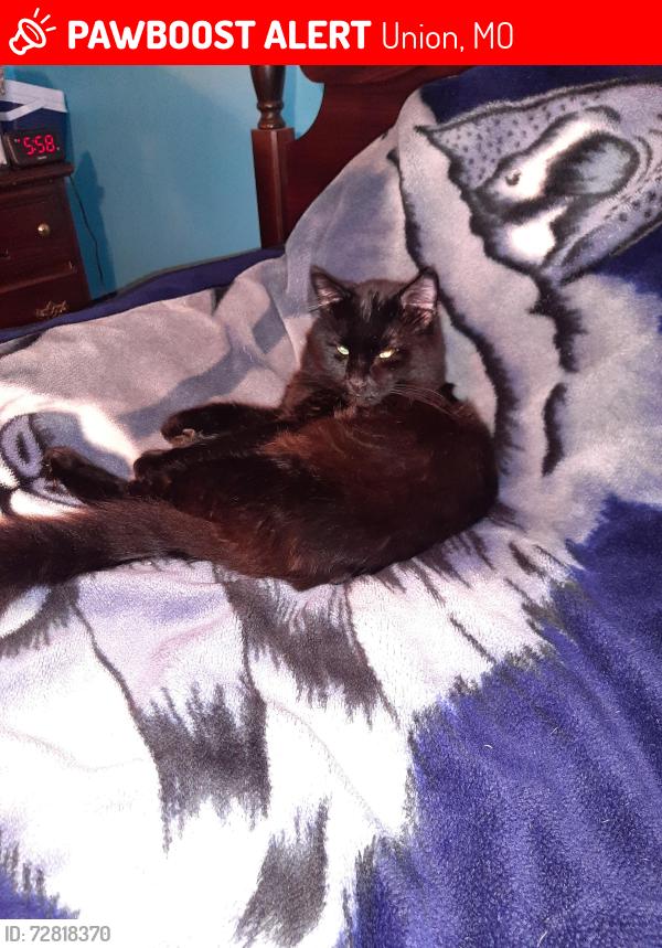 Lost Male Cat last seen  Hidden Lane Union, Mo., Union, MO 63084