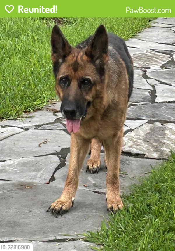 Reunited Female Dog last seen Granzin's Meat Market, Seguin, TX 78155