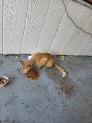 Reunited Male Cat last seen Highway 50 near the EonMobil , Titusville, FL 32780