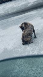 Found/Stray Female Dog last seen Near Sharon Blvd Dora,Al 35063-4718, Dora, AL 35062