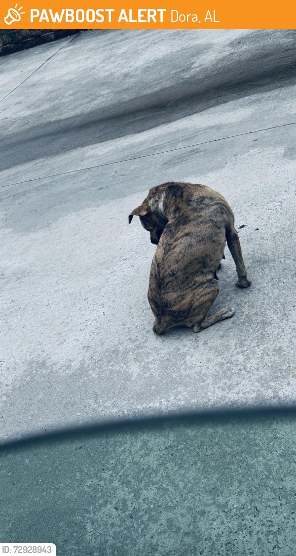 Found/Stray Female Dog last seen Near Sharon Blvd Dora,Al 35063-4718, Dora, AL 35062