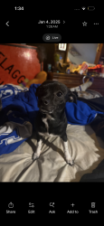 Lost Female Dog last seen Mellwood art center, Louisville, KY 40206
