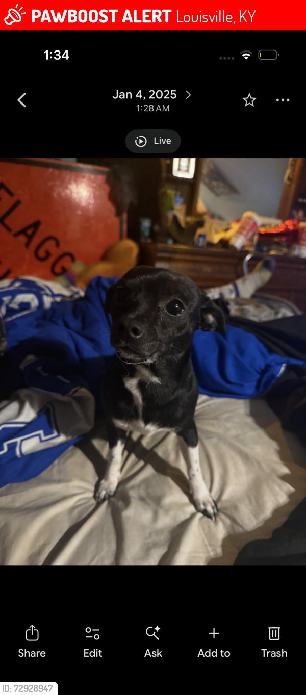 Lost Female Dog last seen Mellwood art center, Louisville, KY 40206