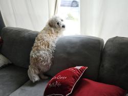 Reunited Male Dog last seen Dorinton av y branford st Arleta CA 91331, Los Angeles, CA 91331