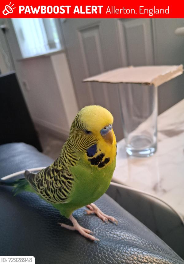 Lost Male Bird last seen Allerton Bradford , Allerton, England 