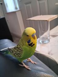 Lost Male Bird last seen Allerton Bradford , Allerton, England 