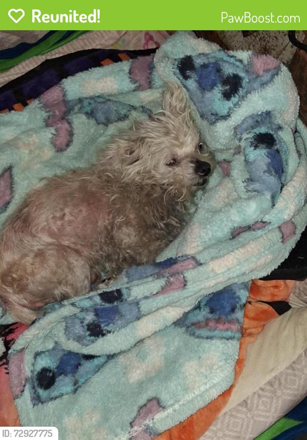Reunited Male Dog last seen Near Montgomery Ave, Concord, CA 94519, USA, Concord, CA 94519