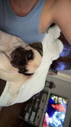 Reunited Female Dog last seen Chevy chase , Angleton, TX 77515