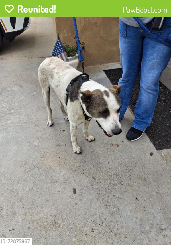 Reunited Male Dog last seen 1st Avenue , Chula Vista, CA 91910