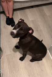 Found/Stray Male Dog last seen Summit Ave and Hiilside Ave - Resevoir Park , Nashville, TN 37203
