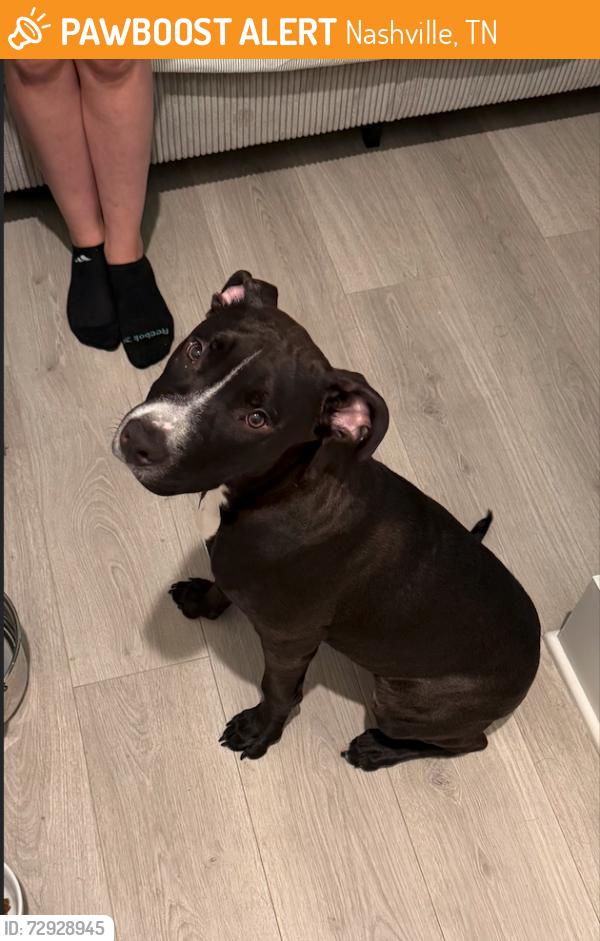 Found/Stray Male Dog last seen Summit Ave and Hiilside Ave - Resevoir Park , Nashville, TN 37203