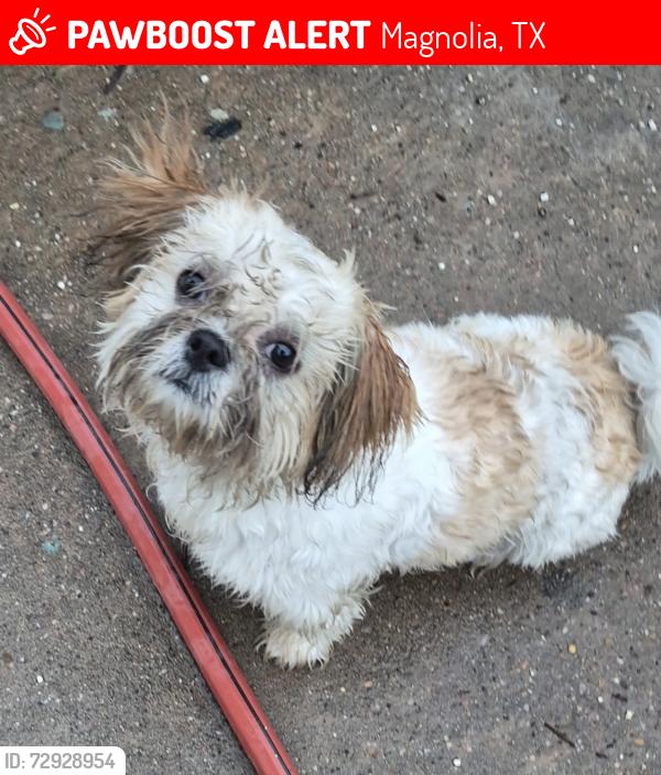 Lost Male Dog last seen Taminia and 1488 by h e b , Magnolia, TX 77353