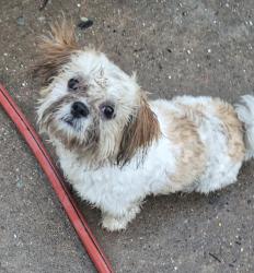 Lost Male Dog last seen Taminia and 1488 by h e b , Magnolia, TX 77353