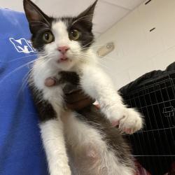 Shelter Stray Female Cat last seen , 2350 Appling City Cove, Memphis, TN 38133, USA