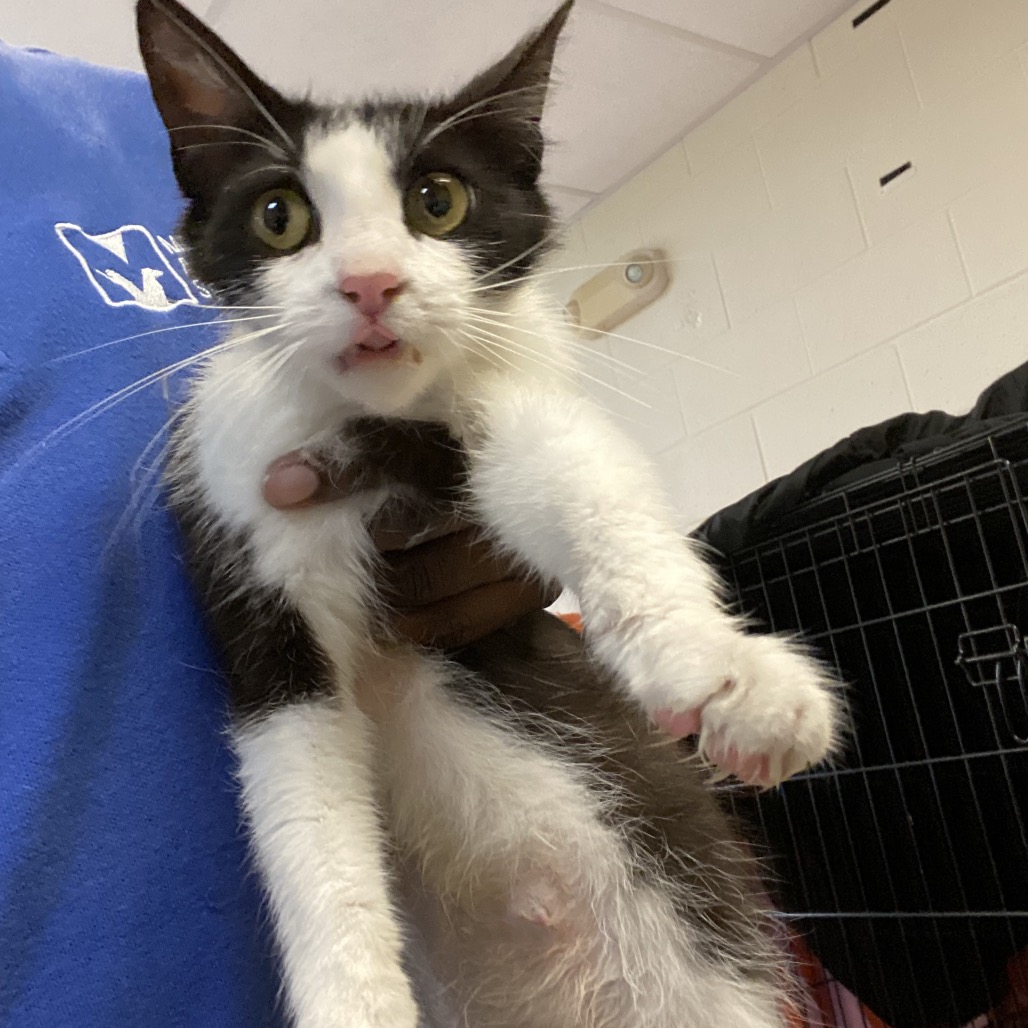 Shelter Stray Female Cat last seen , 2350 Appling City Cove, Memphis, TN 38133, USA