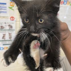 Shelter Stray Unknown Cat last seen , 2350 Appling City Cove, Memphis, TN 38133, USA