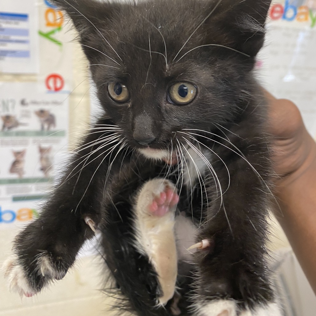 Shelter Stray Female Cat last seen , 2350 Appling City Cove, Memphis, TN 38133, USA
