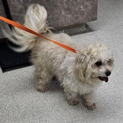 Reunited Male Dog last seen Livsey Rd and Livsey Ct entrance to Henderson Park, inside park, Tucker, GA 30084