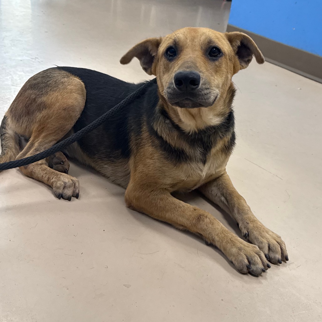 Shelter Stray Female Dog last seen , Pine Bluff, AR 71601