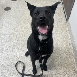 Shelter Stray Female Dog last seen , Oak Park, IL 60304