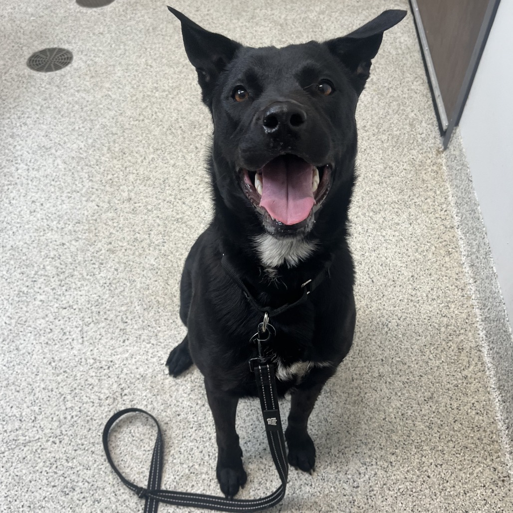 Shelter Stray Female Dog last seen , Oak Park, IL 60304