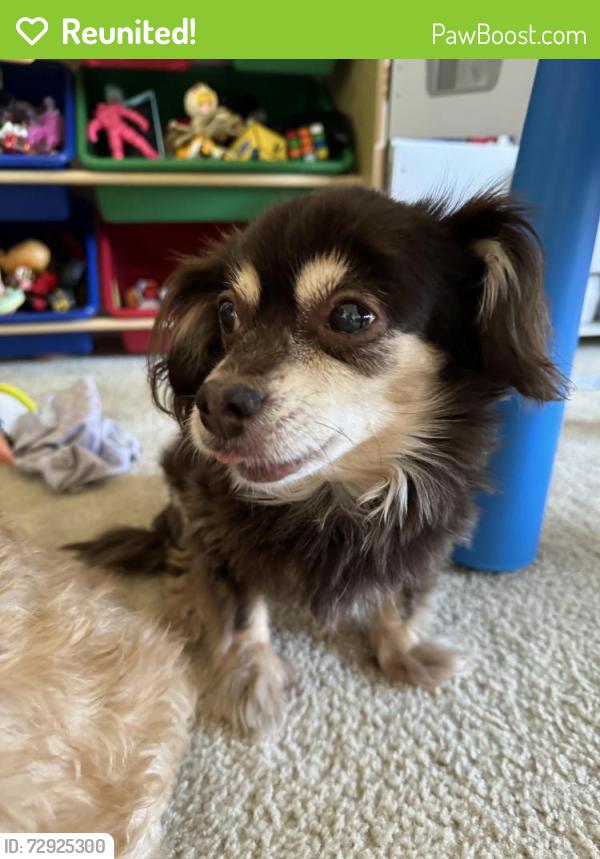 Reunited Female Dog last seen 168th st & Catalina st Gardena, Gardena, CA 90247