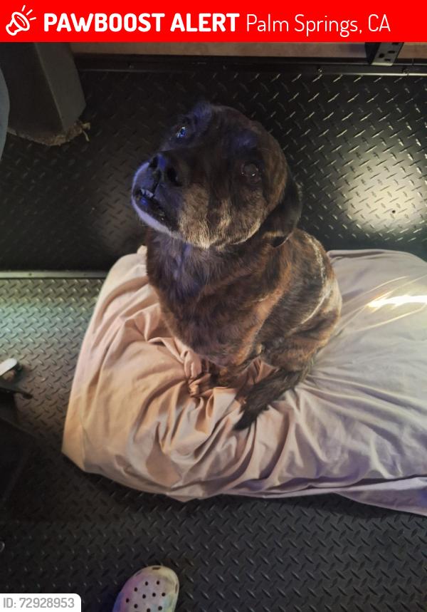 Lost Female Dog last seen Downtown palm springs, Palm Springs, CA 92264