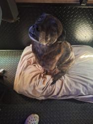 Lost Female Dog last seen Downtown palm springs, Palm Springs, CA 92264