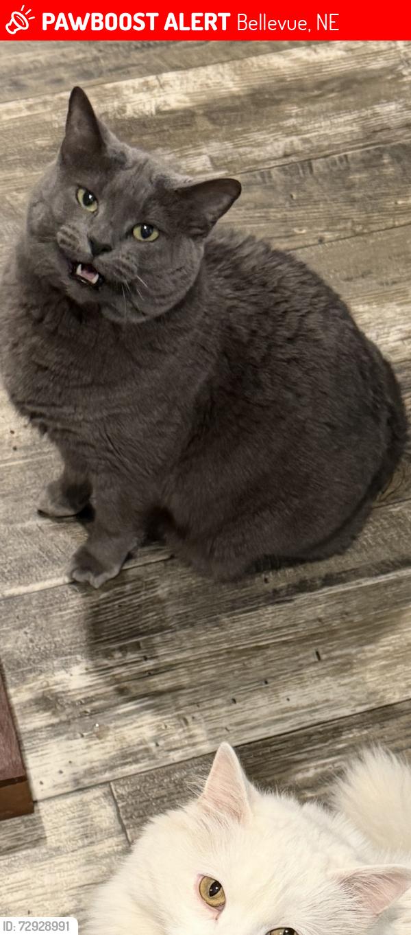 Lost Female Cat last seen Paradise Lake Mobile Homes, Bellevue, NE 68005