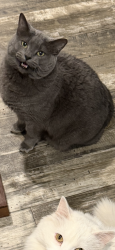 Lost Female Cat last seen Paradise Lake Mobile Homes, Bellevue, NE 68005