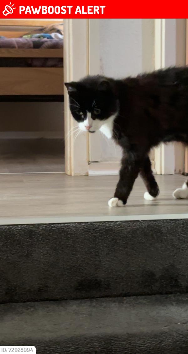 Lost Male Cat last seen Darwin Place, West Dunbartonshire Council, Scotland G81