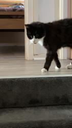 Lost Male Cat last seen Darwin Place, West Dunbartonshire Council, Scotland G81