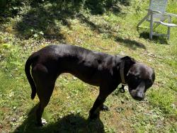 Reunited Female Dog last seen Arrow dental, Milwaukie, OR 97222