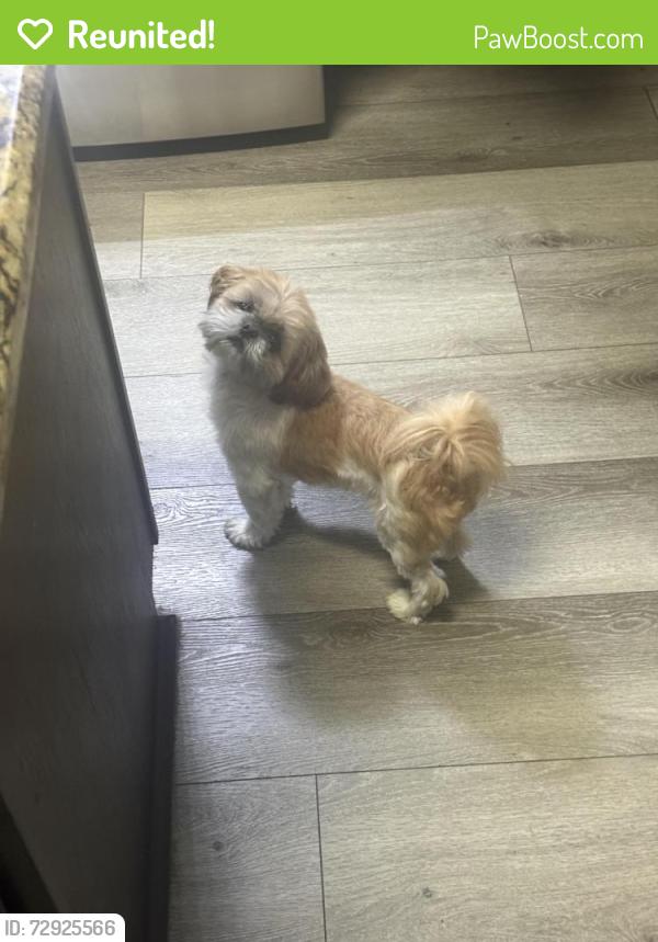 Reunited Female Dog last seen Lyons road, Garland, TX 75043