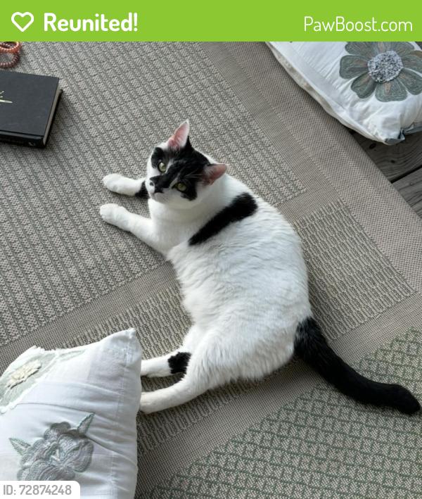 Reunited Male Cat last seen near exit 281 on South Miami blvd, Durham, NC 27703