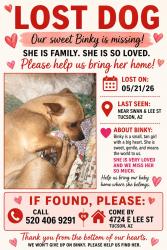 Lost Female Dog last seen Swan & Lee St., Tucson, AZ 85712