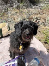 Reunited Female Dog last seen 46th and 702, Roy, WA 98580