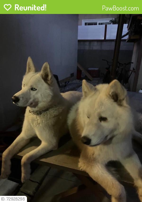 Reunited Male Dog last seen Near S Hesperian St, Santa Ana, CA 92703, USA, Santa Ana, CA 92703