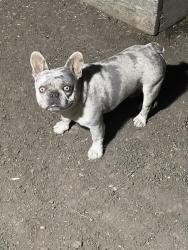 Lost Male Dog last seen Surrey way, Hayward, CA 94544